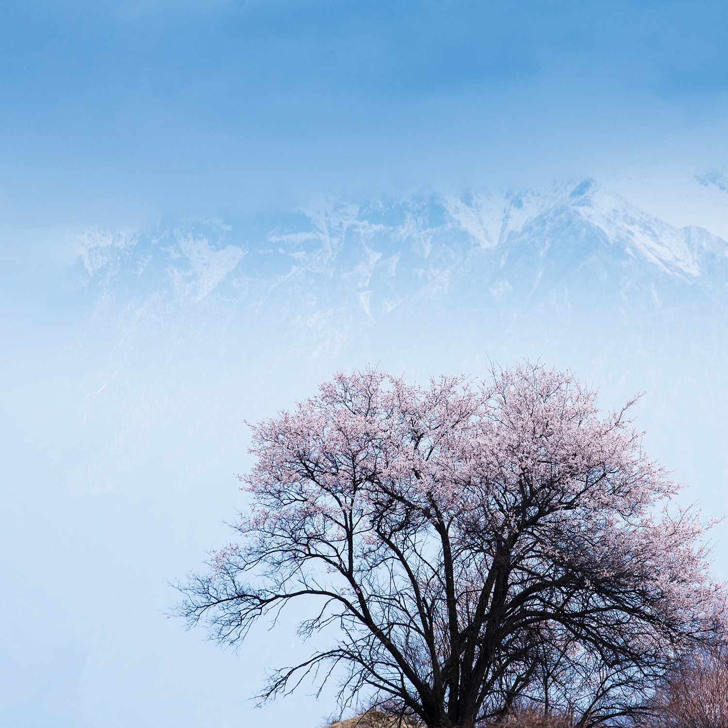 雪域桃花 陈伶双.jpg