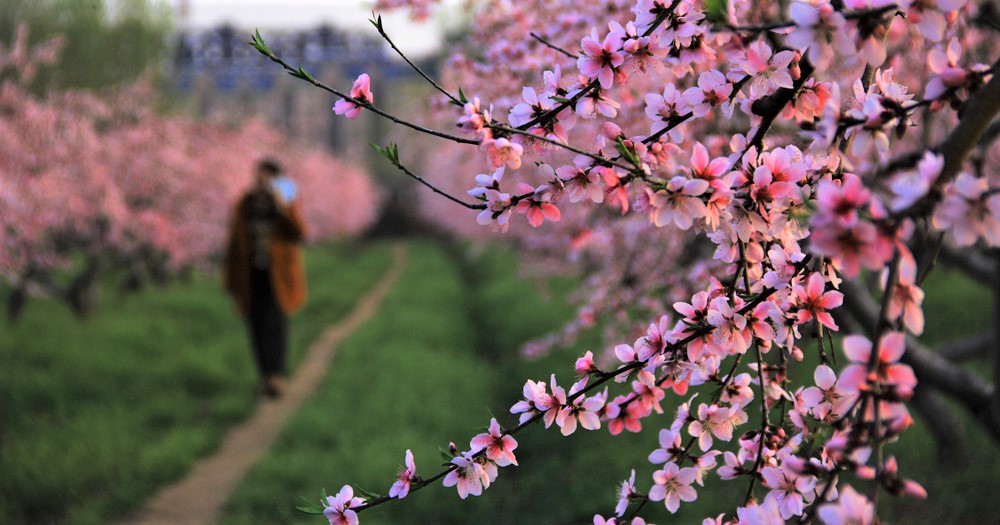 桃花红了+王贤+新沂.jpg