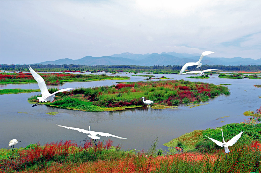 大汶河湿地风光（摄影：泰宣，拍摄地：山东省泰安市）_结果.jpg